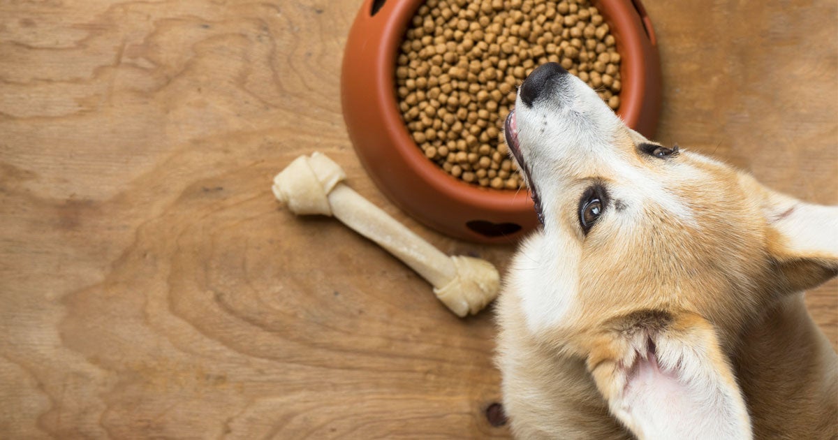 Local dog food store suppliers