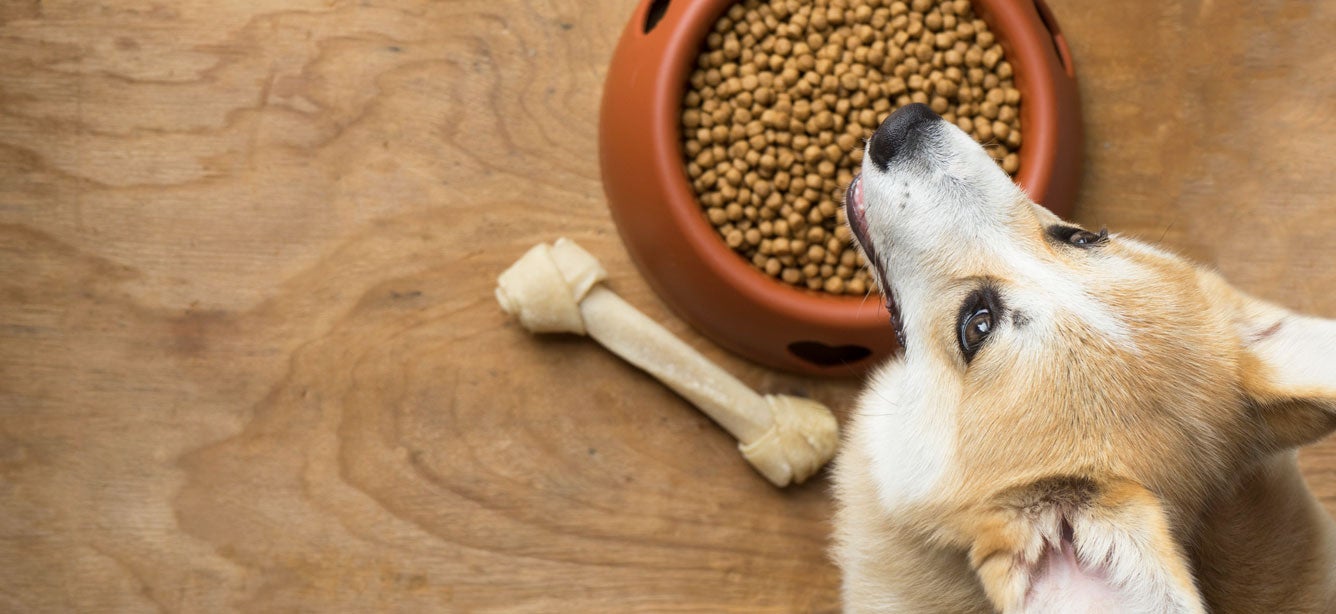 Best site to buy dog cheap food