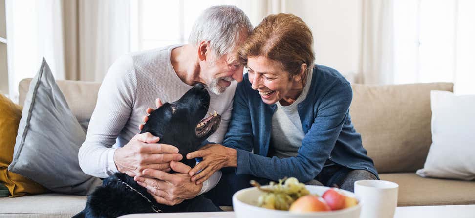 A senior couple is playing with their black lab in their living room.